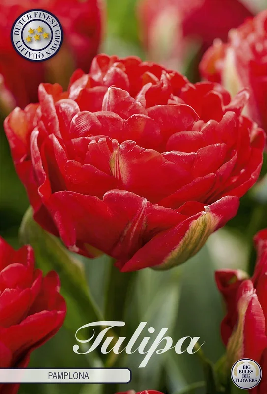 Tulpe Pamplona (7 Stück)