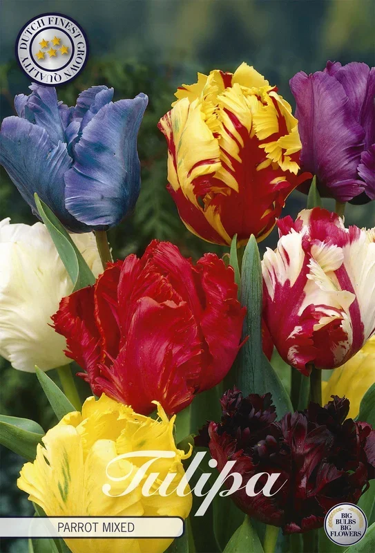 Tulpe Parrot Mix (7 Stück)