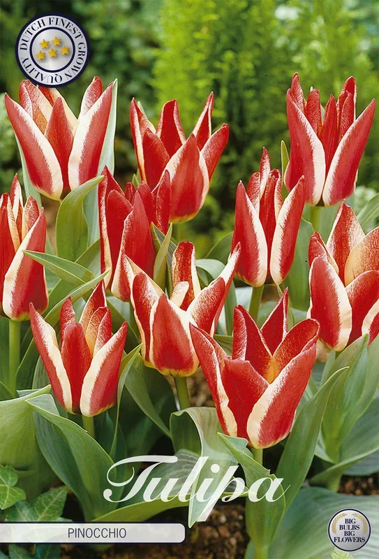 Tulpe Pinocchio (7 Stück)