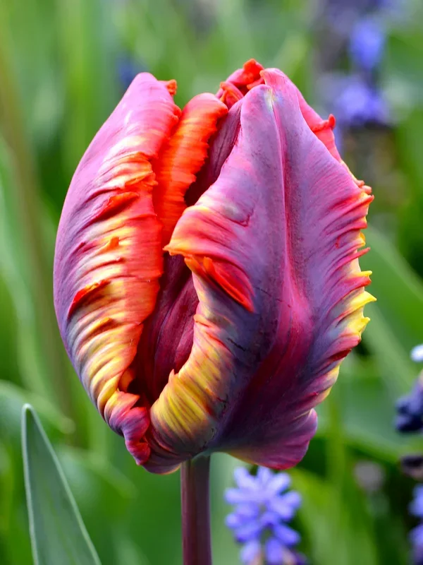 Tulpe Rainbow Parrot