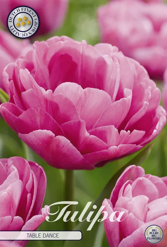 Tulpe Table dance (7 Stück)