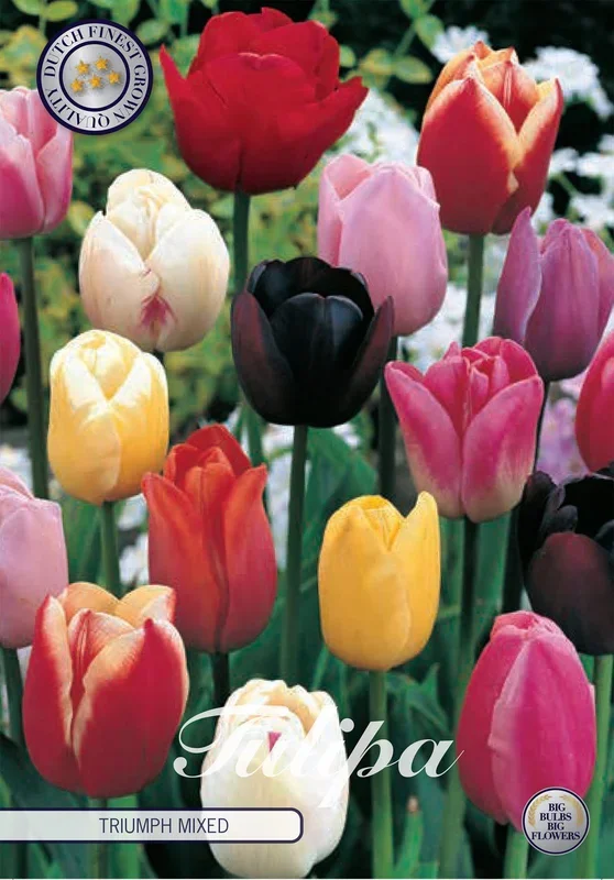 Tulpe Triumph Mix (10 Stück)