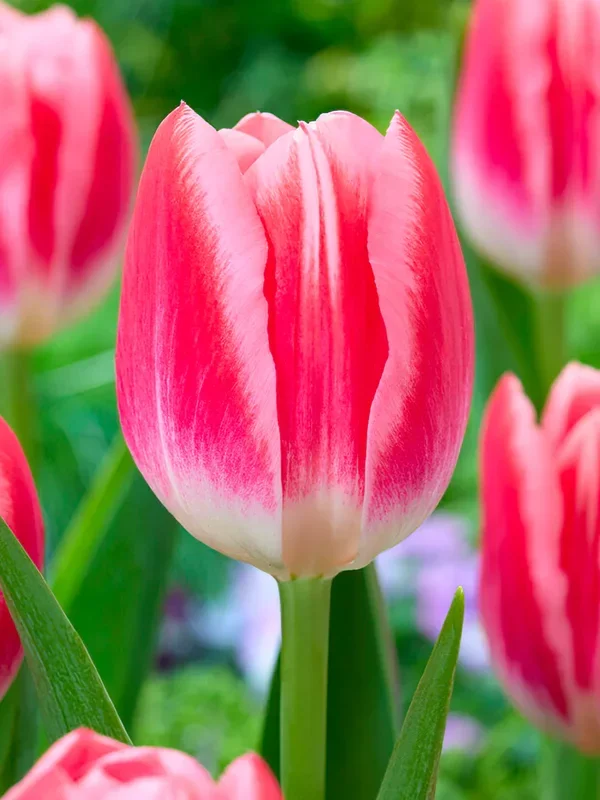 Tulpe Vanessa