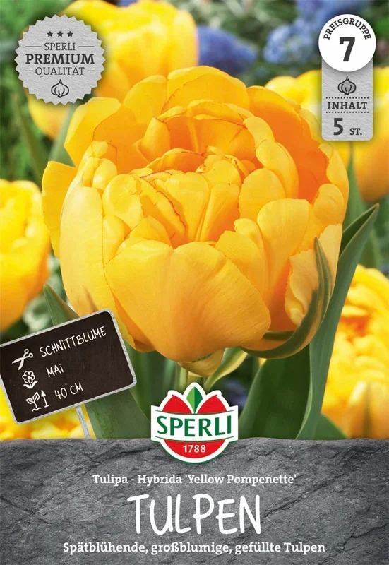 Tulpe Yellow Pompenette (5 Stück)