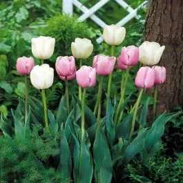 Tulpen Mischung Rosa/Weiss