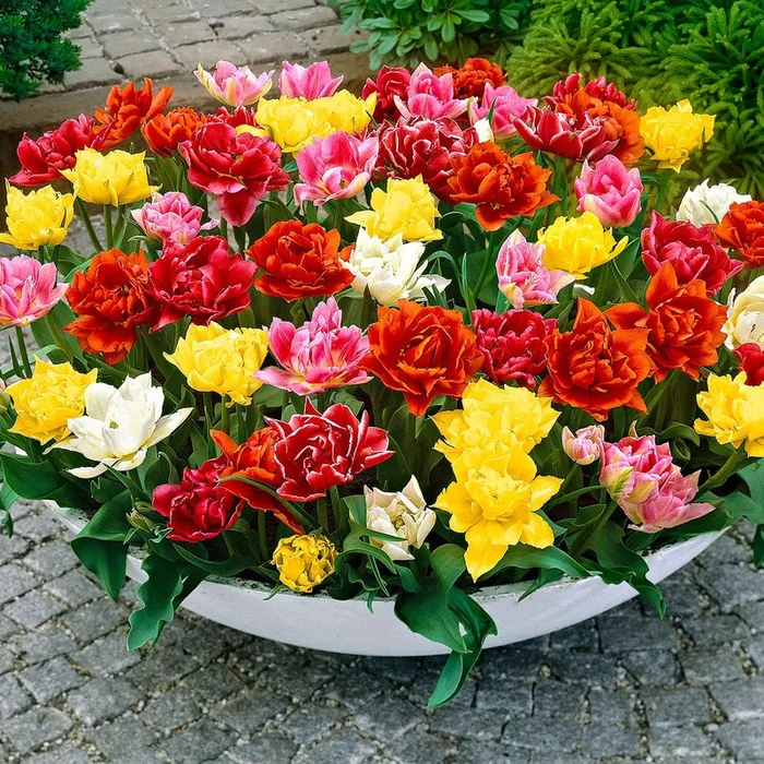 Tulpen Mischung