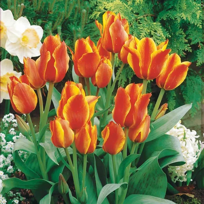 Tulpen Winnipeg (x10)