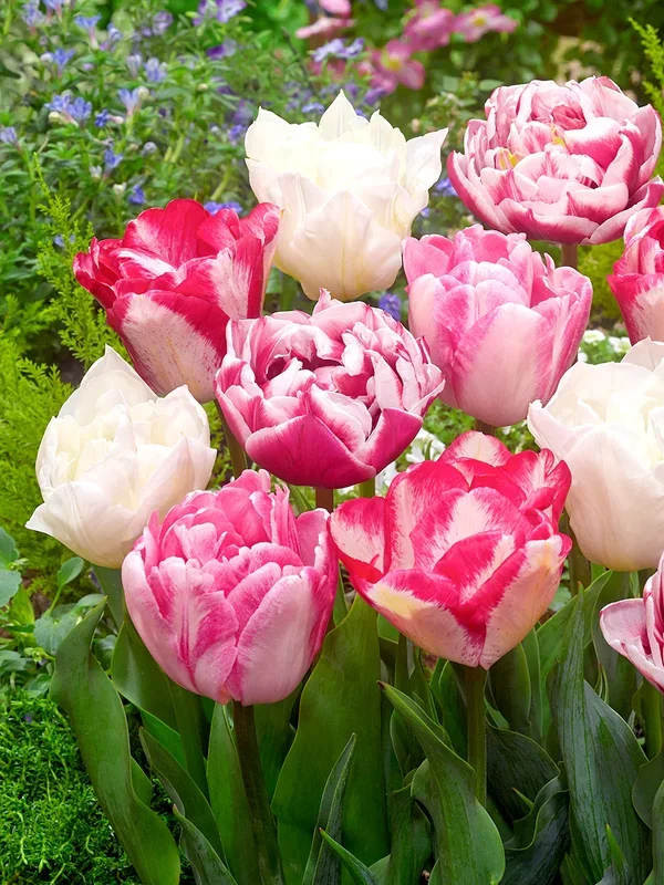 Tulpenkollektion Marshmallow