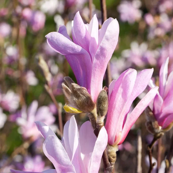 Tulpenmagnolie ‚Susan‘