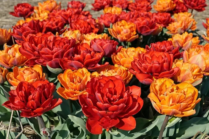 Tulpenmischung ‚Abendrot‘ (Garten-Tulpenmischung)