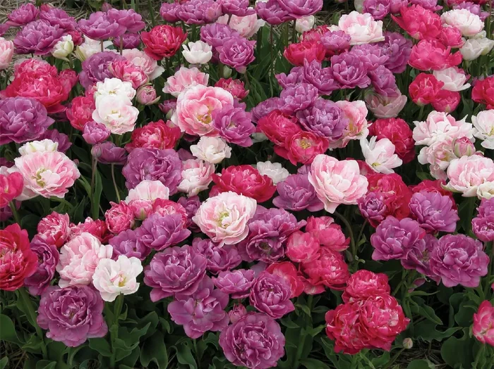 Tulpenmischung ‚Barocke Träumerei‘ (Garten-Tulpenmischung)