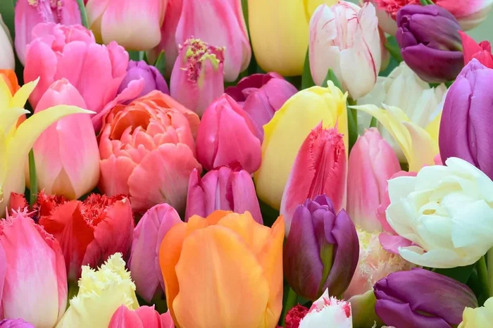 Tulpenmischung ‚Tutti Tulpi Romantico‘ (Garten-Tulpenmischung)