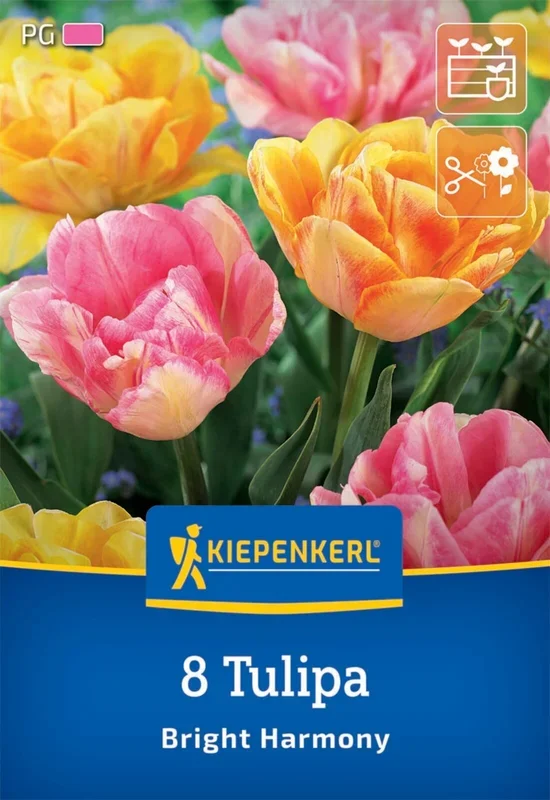 Tulpenmischung Bright Harmony (8 Stück)