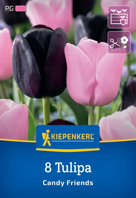 Tulpenmischung Candy Friends (8 Stück)