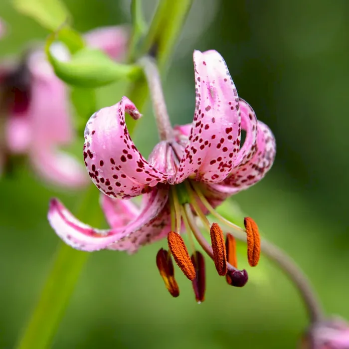 Türkenbund-Lilien Martagon Bestellnummer 5563687