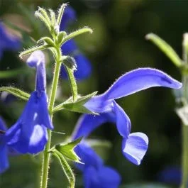 Türkischer Drachenkopf (Dracocephalum moldavica)