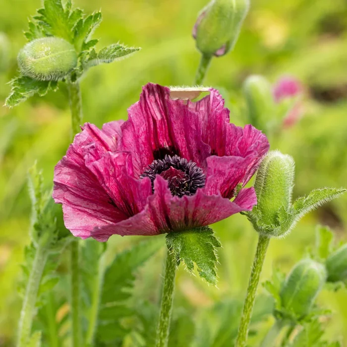 Türkischer Mohn ‚Bolero‘