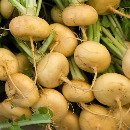 Turnip Golden Ball