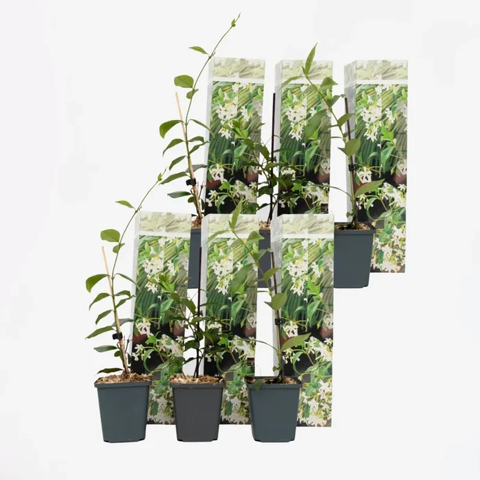 Tuscan Jasmine – Set of 6 – White