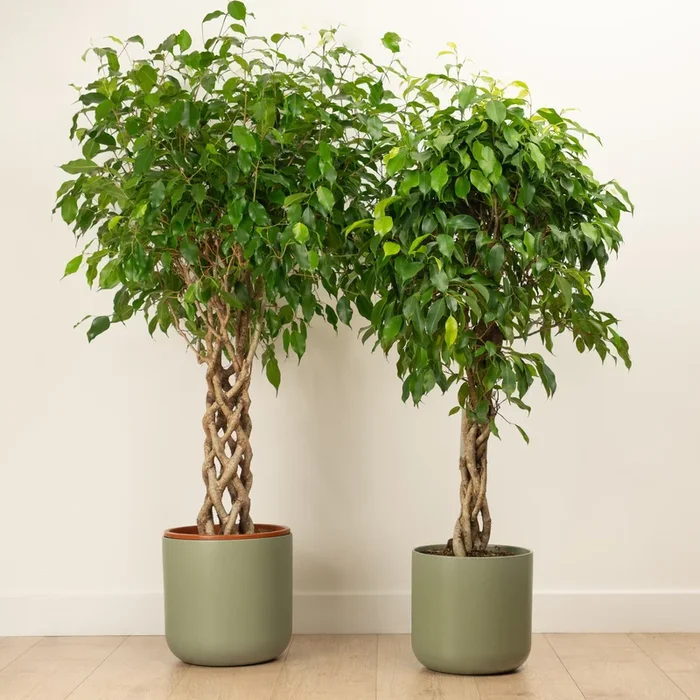 Twisted Weeping Fig | Exotica