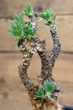 Tylecodon racemosus