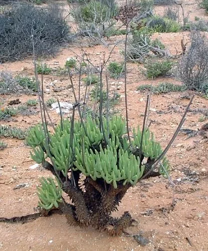 Tylecodon wallichii