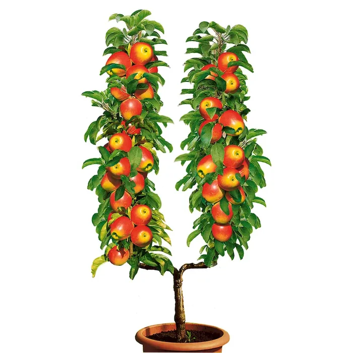 U-Form-Frühwinterapfel ‚Elstar‘ Bestellnummer 4433973