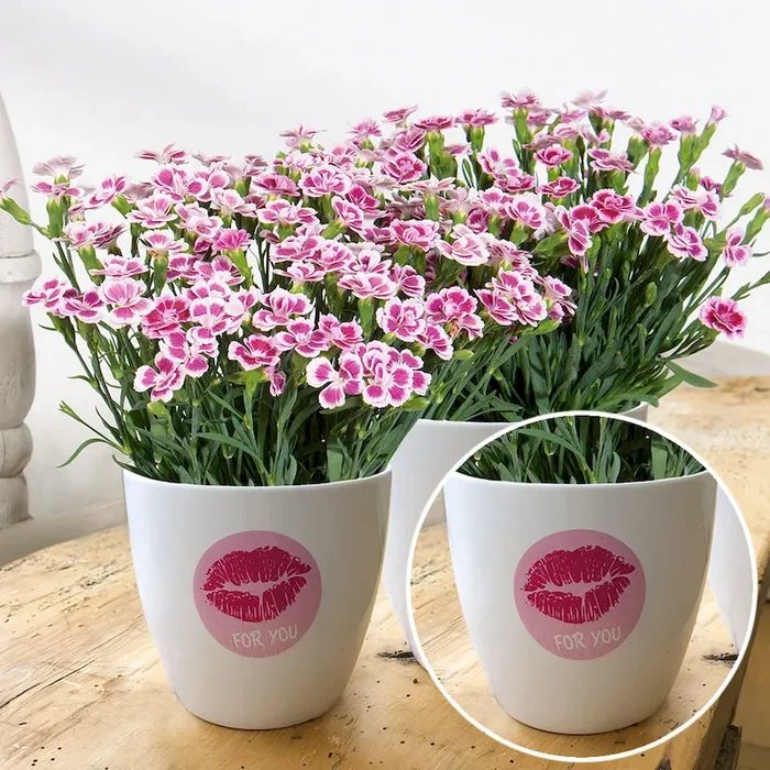 Übertopf Pink Kisses Bestellnummer 7746442