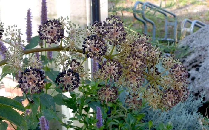 Udo (Japanischer Spargel)* (Saatgut)