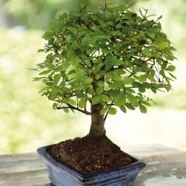 Ulmen Bonsai In Baumform 15cm