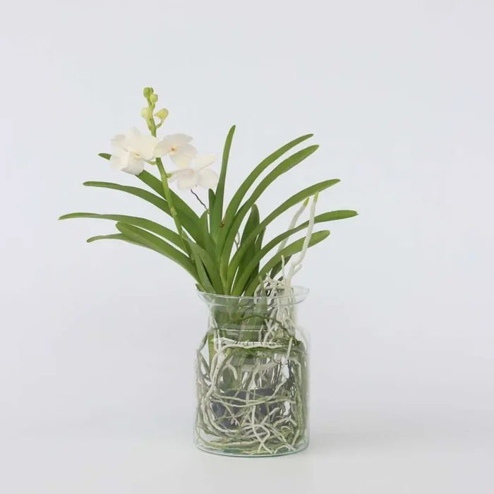 Vanda ‚Bose‘ in vase – Orchid – White
