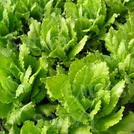 Venezianer – Pflücksalat grün