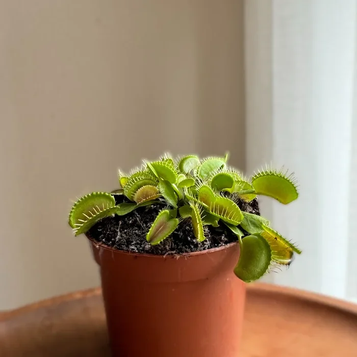 Venusfliegenfalle