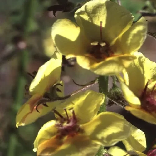 Verbascum Blattaria Yellow