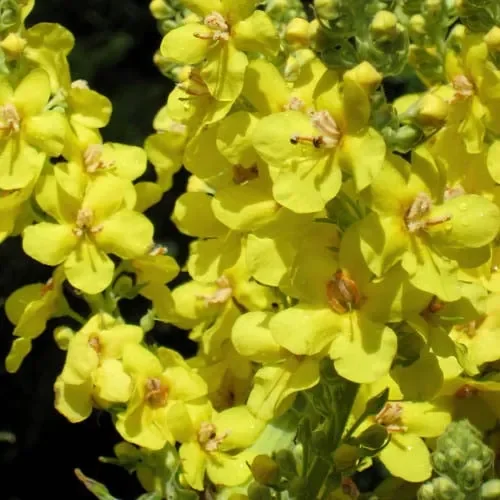 Verbascum Thapsus