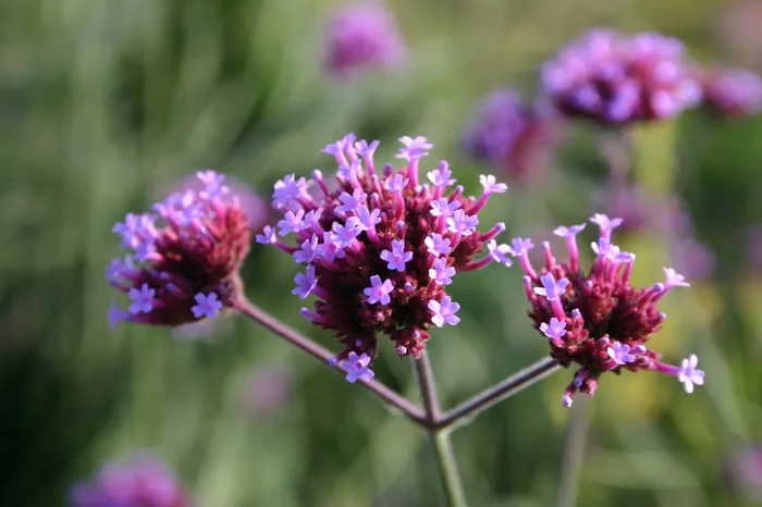 Verbena bonariensis (Eisenkraut)
