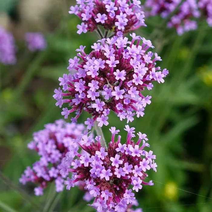 Verbena, Echtes Eisenkraut