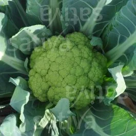 Verde di macerata – Blumenkohl