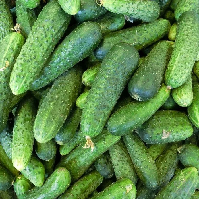 Vert Petit de Paris
