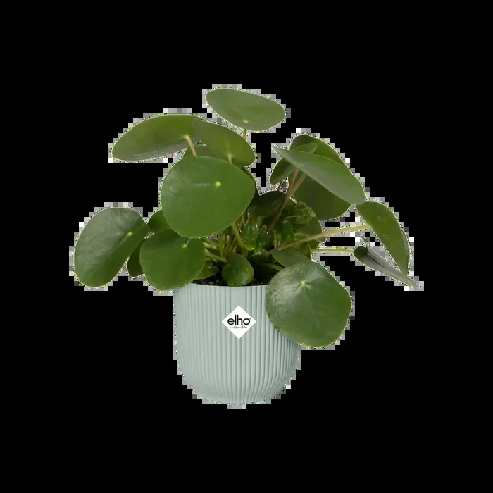 Vibes Fold Round Mini 11cm Sorbet Green