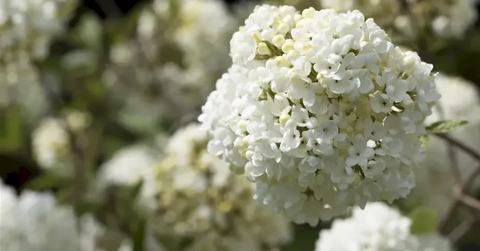 Viburnum ‚Eskimo‘