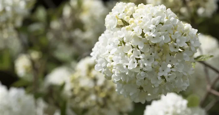 Viburnum ‚Eskimo‘