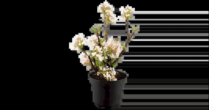 Viburnum bodnantense ‚Charles Lamont‘