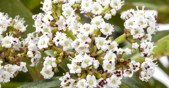 Viburnum davidii
