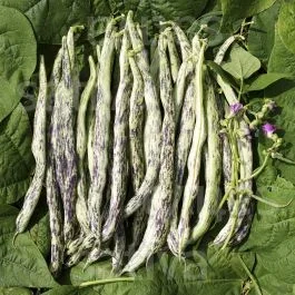 Vigneronne (Weinländerin) – Stangenbohne