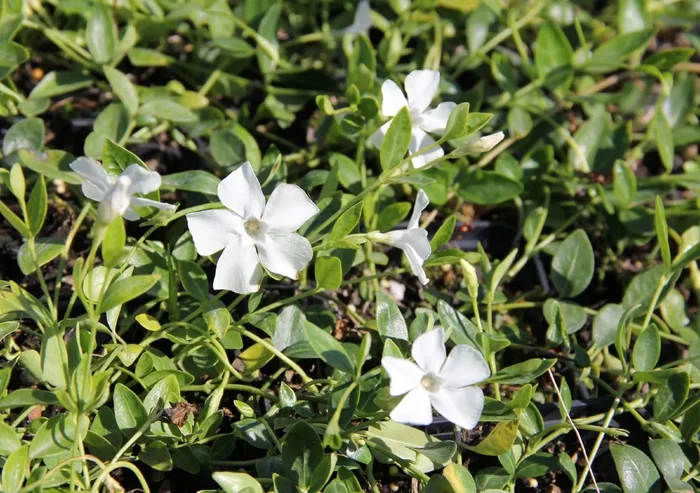 Vinca minor ‚Gertrude Jekyll‘ (Immergrün)