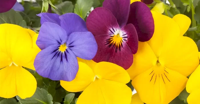 Viola cornuta Ice Teenis