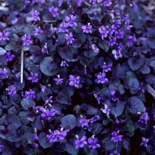 Viola Labradorica Purpurea