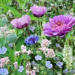 Violetta – Einjährige Blumenmischung