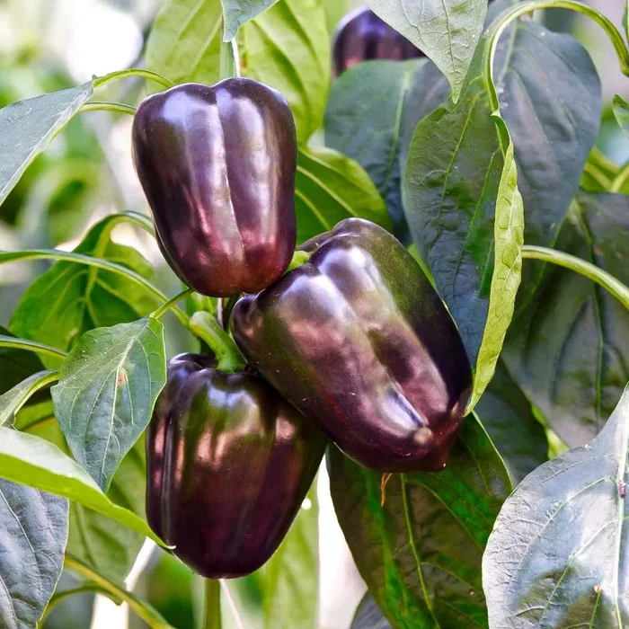 Violetta